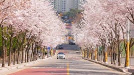 벚꽃, 봄, 벚꽃길, 도로, 나무, 사진,이미지,일러스트,캘리그라피 - sigisiging작가 크라우드픽 - 저작권 걱정 없는 상업용 이미지