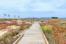 갯벌식물원, 고창갯벌식물원, 람사르습지, 식물, 해초, 사진,이미지,일러스트,캘리그라피 - cstrike작가 크라우드픽 - 저작권 걱정 없는 상업용... 