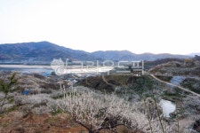 봄, 꽃, 매화, 매화나무, 매화마을, 사진,이미지,일러스트,캘리그라피 - leekom작가 크라우드픽 - 저작권 걱정 없는 상업용 이미지