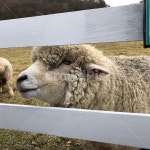 양, 대관령, 동물, 먹이, 하늘목장, 사진,이미지,일러스트,캘리그라피 - 솔트리작가 크라우드픽 - 저작권 걱정 없는 상업용 이미지