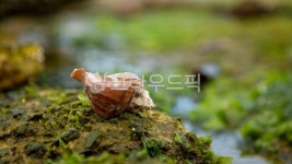 바다, 해초, 소라껍질, 암초, marineplants, 사진,이미지,일러스트,캘리그라피 - 우야작가 크라우드픽 - 저작권 걱정 없는 상업용 이미지