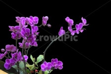 식물, 꽃, 화분, 서양란, 란꽃, 사진,이미지,일러스트,캘리그라피 - UB2(유비투)작가 크라우드픽 - 저작권 걱정 없는 상업용 이미지