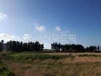 자연, 초목, outdoors, 맑은하늘, 제주초목, 사진,이미지,일러스트,캘리그라피 - Pipeline82작가 크라우드픽 - 저작권 걱정 없는 상업용 이미지