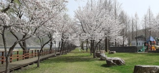 공원, park, 벚꽃, 하늘, sky, 사진,이미지,일러스트,캘리그라피 - 요미작가 크라우드픽 - 저작권 걱정 없는 상업용 이미지