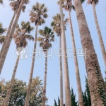 tree, 나무, palmtree, 야자수, arecaceae, 사진,이미지,일러스트,캘리그라피 - yjk9202작가 크라우드픽 - 저작권 걱정 없는 상업용 이미지