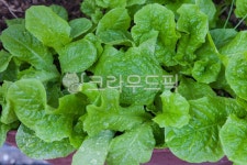 plant, herbs, 허브, 상추, 쌈, 사진,이미지,일러스트,캘리그라피 - 플라이EX작가 크라우드픽 - 저작권 걱정 없는 상업용 이미지