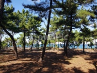 소나무, 강릉, 송정, 소나무숲, 해변, 사진,이미지,일러스트,캘리그라피 - Fionaaa작가 크라우드픽 - 저작권 걱정 없는 상업용 이미지