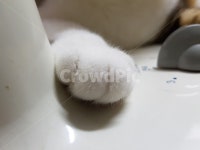 고양이발, 고양이, cat, 솜방망이, paw, 사진,이미지,일러스트,캘리그라피 - Nyeondut작가 크라우드픽 - 저작권 걱정 없는 상업용 이미지