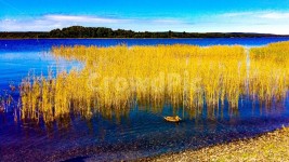 러시아관광여행, 키지섬, 유네스코세계자연유산, 오네가(Onega)호수, 갈대, 사진,이미지,일러스트,캘리그라피 - 파랑작가 크라우드픽 - 저작권... 