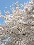 벚꽃, blossom, cherryblossom, 꽃, 봄, 사진,이미지,일러스트,캘리그라피 - 일상기록작가 크라우드픽 - 저작권 걱정 없는 상업용 이미지