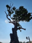 소나무, 자연, 하늘, 큰나무, tree, 사진,이미지,일러스트,캘리그라피 - 펭디작가 크라우드픽 - 저작권 걱정 없는 상업용 이미지