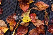 옥외, nature, 자연, 가을, 나뭇잎, 사진,이미지,일러스트,캘리그라피 - 금샘작가 크라우드픽 - 저작권 걱정 없는 상업용 이미지