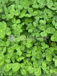 풀, grass, 클로버, clover, luck, 사진,이미지,일러스트,캘리그라피 - Luffy작가 크라우드픽 - 저작권 걱정 없는 상업용 이미지