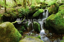 물, outdoors, 옥외, 이끼, 나무, 사진,이미지,일러스트,캘리그라피 - 숲속향기작가 크라우드픽 - 저작권 걱정 없는 상업용 이미지