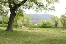 여름, 봄, 큰나무, 푸른, 푸른숲, 사진,이미지,일러스트,캘리그라피 - 오오키작가 크라우드픽 - 저작권 걱정 없는 상업용 이미지