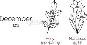 12월, 호랑가시나무, 수선화, 탄생화, 꽃, 사진,이미지,일러스트,캘리그라피 - OK디자인작가 크라우드픽 - 저작권 걱정 없는 상업용 이미지