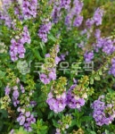 꽃, flower, 보라, purple, 보라색꽃, 사진,이미지,일러스트,캘리그라피 - 오랑씨작가 크라우드픽 - 저작권 걱정 없는 상업용 이미지
