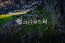 숲, 이끼, 자연, 배경, 초록, 사진,이미지,일러스트,캘리그라피 - MeshCube작가 크라우드픽 - 저작권 걱정 없는 상업용 이미지