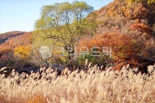 용인자연휴양림, 억새밭, 가을풍경, 가을, 억새축제, 사진,이미지,일러스트,캘리그라피 - 물멍포토작가 크라우드픽 - 저작권 걱정 없는 상업용 이미지