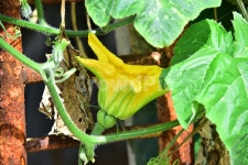 호박, 호박잎, 큰잎, 호박꽃, 호박열매, 사진,이미지,일러스트,캘리그라피 - 해피스챤작가 크라우드픽 - 저작권 걱정 없는 상업용 이미지