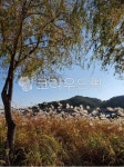 갈대, 들판, 가을, 야여, 자연, 사진,이미지,일러스트,캘리그라피 - shinjunwhi작가 크라우드픽 - 저작권 걱정 없는 상업용 이미지