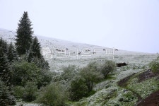 tree, 나무, plant, 식물, fir, 사진,이미지,일러스트,캘리그라피 - 태광 최작가 크라우드픽 - 저작권 걱정 없는 상업용 이미지