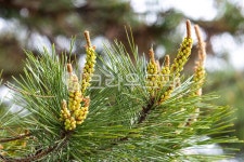 송화가루, 소나무, 소나무꽃, 송화, pinetree, 사진,이미지,일러스트,캘리그라피 - 내셔널지호그래픽작가 크라우드픽 - 저작권 걱정 없는... 