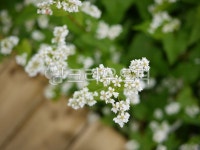 plant, 식물, 메밀꽃, 메밀밭, 하얀꽃, 사진,이미지,일러스트,캘리그라피 - 25mmmg작가 크라우드픽 - 저작권 걱정 없는 상업용 이미지