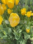 flower, 꽃, 튤립, 봄, spring, 사진,이미지,일러스트,캘리그라피 - wjsdlsduq039작가 크라우드픽 - 저작권 걱정 없는 상업용 이미지