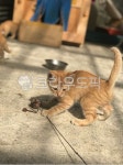 고양이, 길냥이, 꼬물이, 새끼고양이, 꽁냥꽁냥, 사진,이미지,일러스트,캘리그라피 - 내가낸데작가 크라우드픽 - 저작권 걱정 없는 상업용 이미지