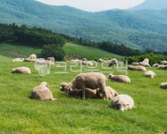 강원도, 대관령, 동물, 포유류, 양, 사진,이미지,일러스트,캘리그라피 - MCtheJo작가 크라우드픽 - 저작권 걱정 없는 상업용 이미지