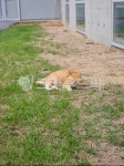 자연, 뒤뜰, 마당, 고양이, cat, 사진,이미지,일러스트,캘리그라피 - k5646k작가 크라우드픽 - 저작권 걱정 없는 상업용 이미지