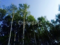 숲, 풍경, 나무, 자작나무, 하늘, 사진,이미지,일러스트,캘리그라피 - Ndlgn215작가 크라우드픽 - 저작권 걱정 없는 상업용 이미지