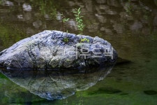 개울, 바위에핀곷, 반영, 생존, 강인한생명, 사진,이미지,일러스트,캘리그라피 - bellky작가 크라우드픽 - 저작권 걱정 없는 상업용 이미지