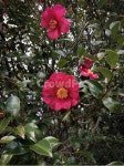 동백꽃, 제주, 카멜리아, camellia, 식물, 사진,이미지,일러스트,캘리그라피 - Nsms001230작가 크라우드픽 - 저작권 걱정 없는 상업용 이미지