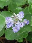 꽃, flower, 순비기나무, vitextrifolia, 보라색꽃, 사진,이미지,일러스트,캘리그라피 - 전나은작가 크라우드픽 - 저작권 걱정 없는 상업용... 