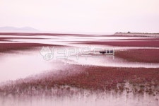 함초, 바다, 배, 갯골, 밀물, 사진,이미지,일러스트,캘리그라피 - 제이티에스작가 크라우드픽 - 저작권 걱정 없는 상업용 이미지