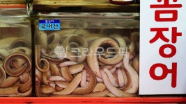 먹장어, 장어, 곰장어, 꼼장어, 산꼼장어, 사진,이미지,일러스트,캘리그라피 - BUSAN OPPA작가 크라우드픽 - 저작권 걱정 없는 상업용 이미지