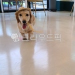 dog, 개, animal, 동물, pet, 사진,이미지,일러스트,캘리그라피 - MOON76작가 크라우드픽 - 저작권 걱정 없는 상업용 이미지