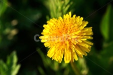 민들레, 노란색, 국화과, 두상화서, 겹꽃, 사진,이미지,일러스트,캘리그라피 - Deep bLUE작가 크라우드픽 - 저작권 걱정 없는 상업용 이미지