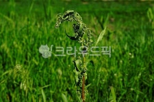 고들빼기, 소리쟁이, 식물, 풀, 우글쭈글한모양의잎, 사진,이미지,일러스트,캘리그라피 - hys작가 크라우드픽 - 저작권 걱정 없는 상업용 이미지