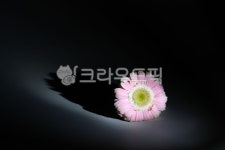 flower, 꽃, flowerarrangement, 꽃과빛, flowerandlight, 사진,이미지,일러스트,캘리그라피 - AROMA70작가 크라우드픽 - 저작권 걱정... 