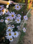 꽃, 국화, 산책길, 둘레길쑥부쟁이, flower, 사진,이미지,일러스트,캘리그라피 - 써니별작가 크라우드픽 - 저작권 걱정 없는 상업용 이미지