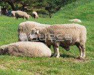 강원도, 대관령, 동물, 포유류, 양, 사진,이미지,일러스트,캘리그라피 - MCtheJo작가 크라우드픽 - 저작권 걱정 없는 상업용 이미지