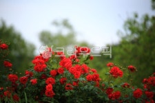 순천만국가정원1호, 테마공원, 자연생태공원, 자연, 옥외, 사진,이미지,일러스트,캘리그라피 - pandora4077작가 크라우드픽 - 저작권 걱정... 