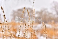 겨울배경, 설경, 겨울들판, 들녘, 들풀, 사진,이미지,일러스트,캘리그라피 - space작가 크라우드픽 - 저작권 걱정 없는 상업용 이미지