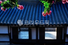 roof, 지붕, 한옥, 꽃, 백일홍, 사진,이미지,일러스트,캘리그라피 - 불새조작가 크라우드픽 - 저작권 걱정 없는 상업용 이미지