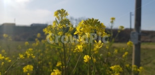 plant, flower, 꽃, 유채꽃, 유채, 사진,이미지,일러스트,캘리그라피 - 파란동전작가 크라우드픽 - 저작권 걱정 없는 상업용 이미지