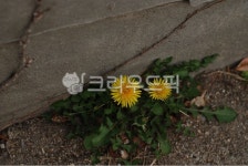 민들레, 담장, 노란꽃, 골목길, 접사, 사진,이미지,일러스트,캘리그라피 - deadplant작가 크라우드픽 - 저작권 걱정 없는 상업용 이미지
