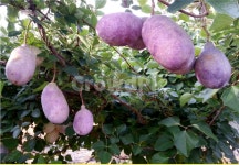 으름열매, 대실으름, 보라색으름, 약초과일, 주말농장으름열매, 사진,이미지,일러스트,캘리그라피 - 김동식스튜디오작가 크라우드픽 - 저작권 걱정... 